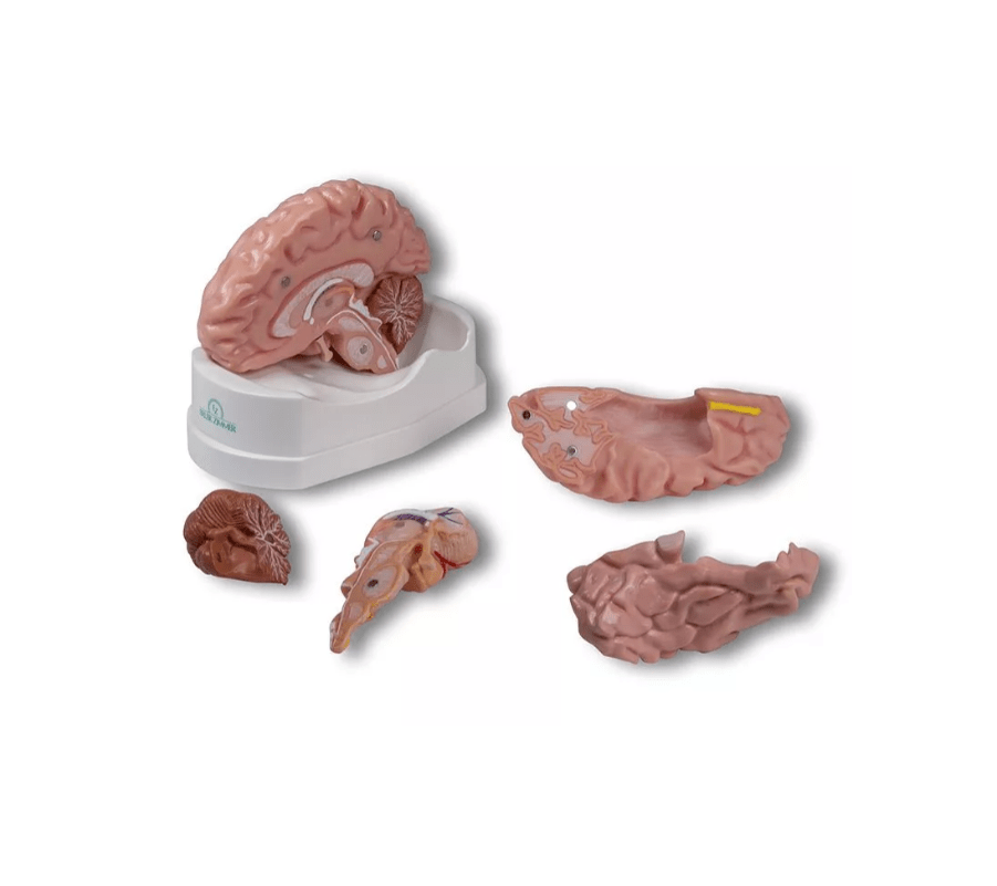 Anatomisches Gehirnmodell, lebensgroß, 5 - teilig - Erler - Zimmer